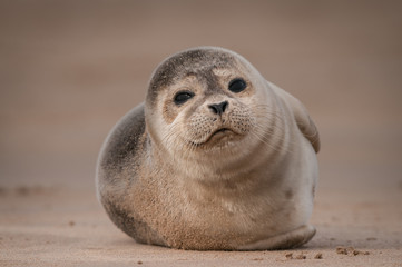 Seal Pup