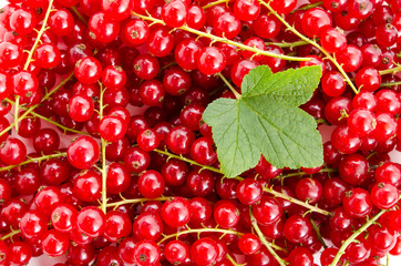 Rote Johannesbeeren mit Blatt