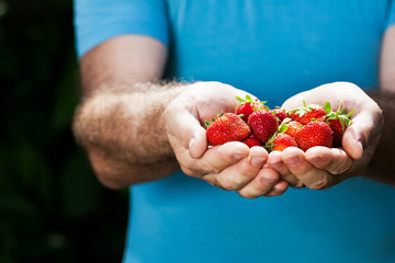 hands of senior man with strawberry
