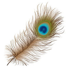 Obraz premium Peacock feather