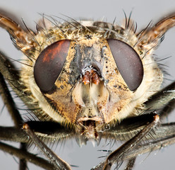 Housefly close-up.