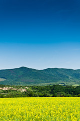 rape field and blue sky