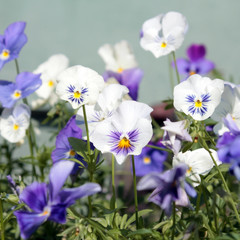 White pansies