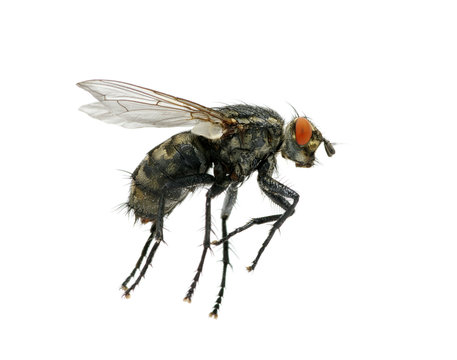 macro of  fly
