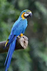 Macaw