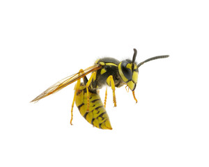 wasp