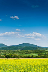 rape field and blue sky