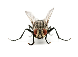 macro of  fly