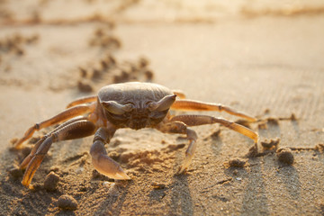 big crab on beach at sunset
