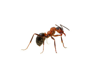 Fototapeta premium Ant on white