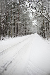 path in the woods in winter