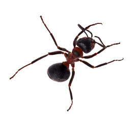top view of brown ant