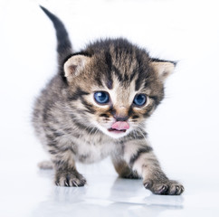 little 2 weeks old kitten
