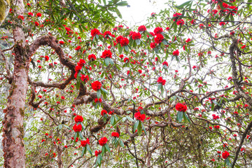 Fototapety  Rośliny rododendronów to Himalaje, na górze