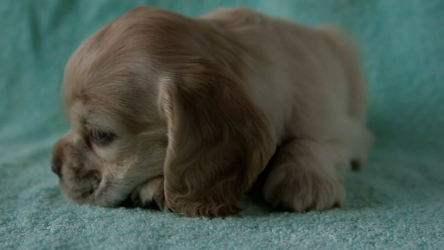 American Cocker Spaniel puppy