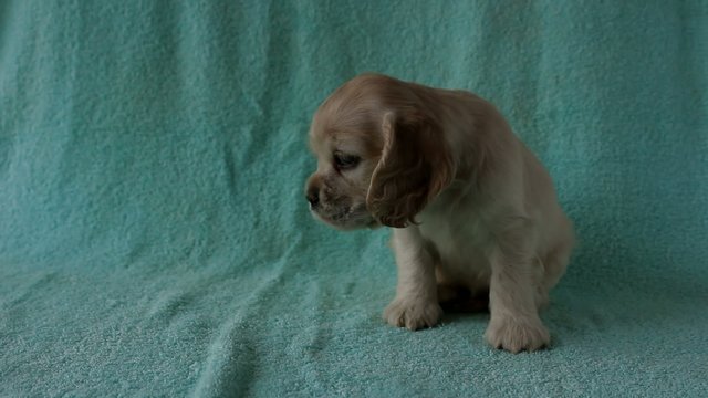American Cocker Spaniel puppy