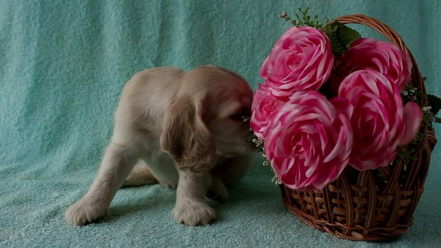 American Cocker Spaniel puppy