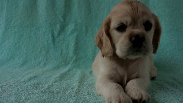 American Cocker Spaniel puppy