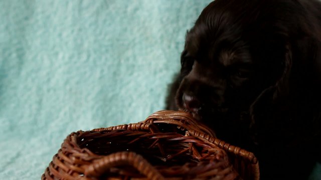 Puppy American Cocker Spaniel chewing wooden toy