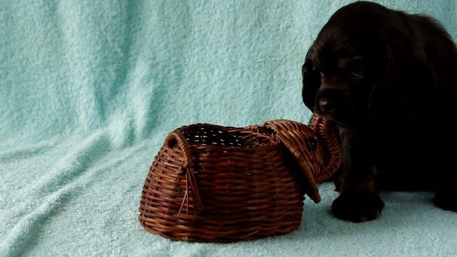 Puppy American Cocker Spaniel chewing wooden toy