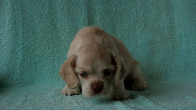 American Cocker Spaniel puppy