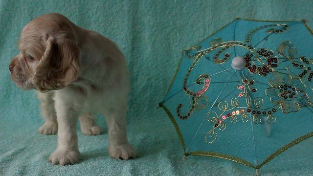 Puppy American Cocker Spaniel and umbrella