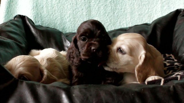 three puppies American Cocker Spaniel