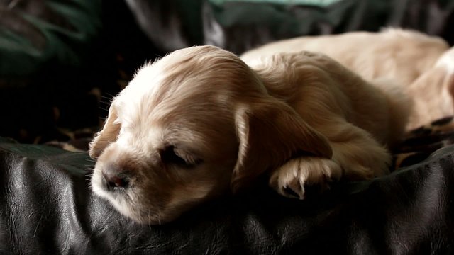 American Cocker Spaniel puppy