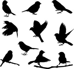 Bird silhouettes