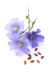 Flax flowers with seeds
