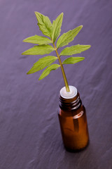 valerian homeopathic herb as liquid in a bottle