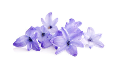blue blossom of  hyacinth  flower