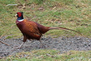 Common Pheasant - Phasianus colchicus