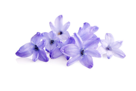 Fototapeta blue blossom of  hyacinth  flower
