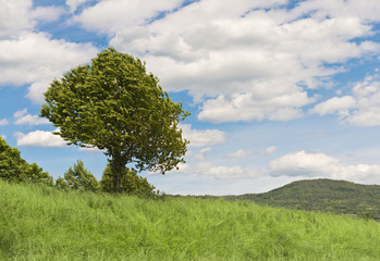 Fototapeta na wymiar Tree against blue cloudy sky