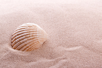 Fototapeta na wymiar shell lying in sand on a beach