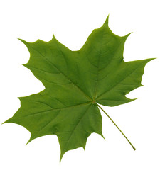 Fototapeta premium maple leaf