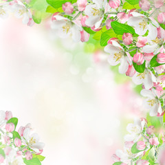 Obraz na płótnie Canvas apple blossoms over blurred nature background