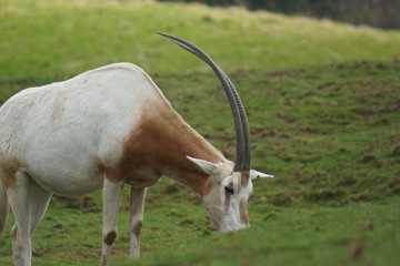 Scimitar Oryx - Oryx dammah