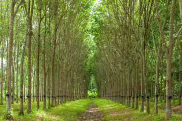 Rubber tree background
