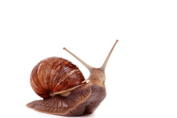 Weinbergschnecke