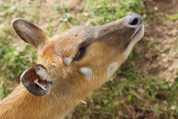 Sitatunga - Tragelaphus spekii
