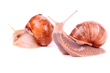 Weinbergschnecke