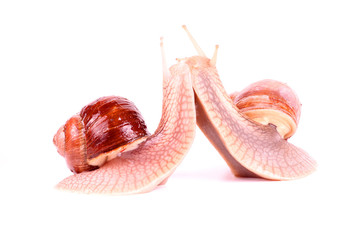 Weinbergschnecke