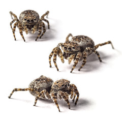 Jumping spider