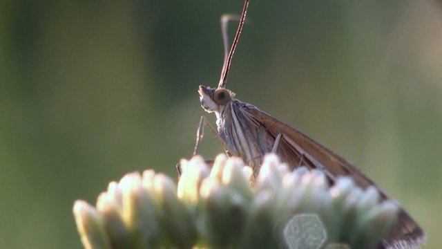 Butterfly macro