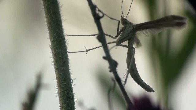 Butterfly macro