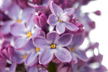 Fototapeta na wymiar The beautiful lilac