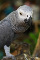 African grey parrot