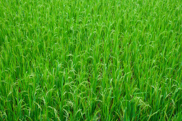 Green Grass Rice Field Texture